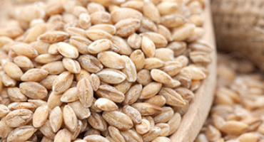 Польза перловой крупы